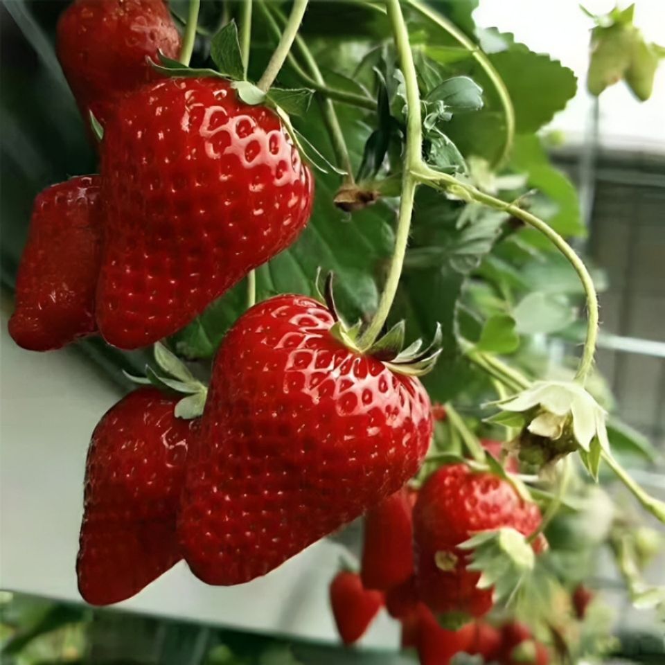 Gardening Supplies Promo