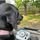Lucy The Lab