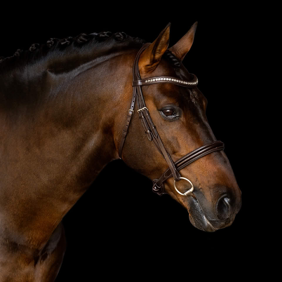 Customizable Horse Bridle Promo