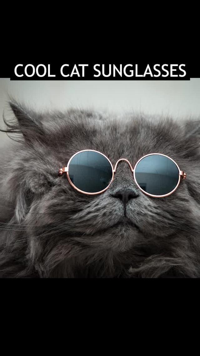 Cool Cat Sunglasses Promo