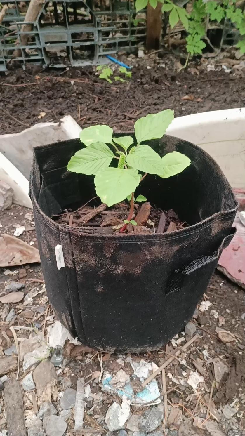 Durable Fabric Plant Pot Promo