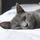 Pets4youdaily