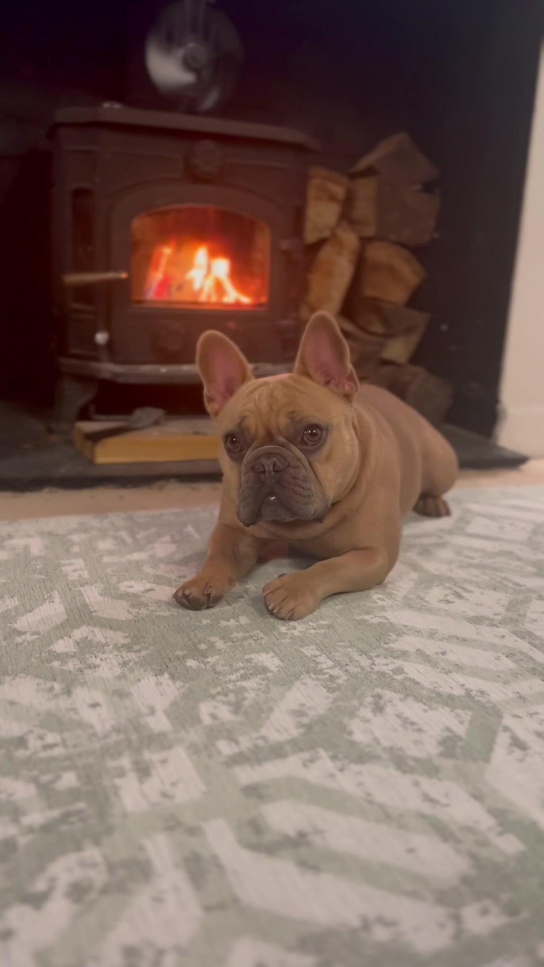 Home Decor Inspiration with French Bulldog