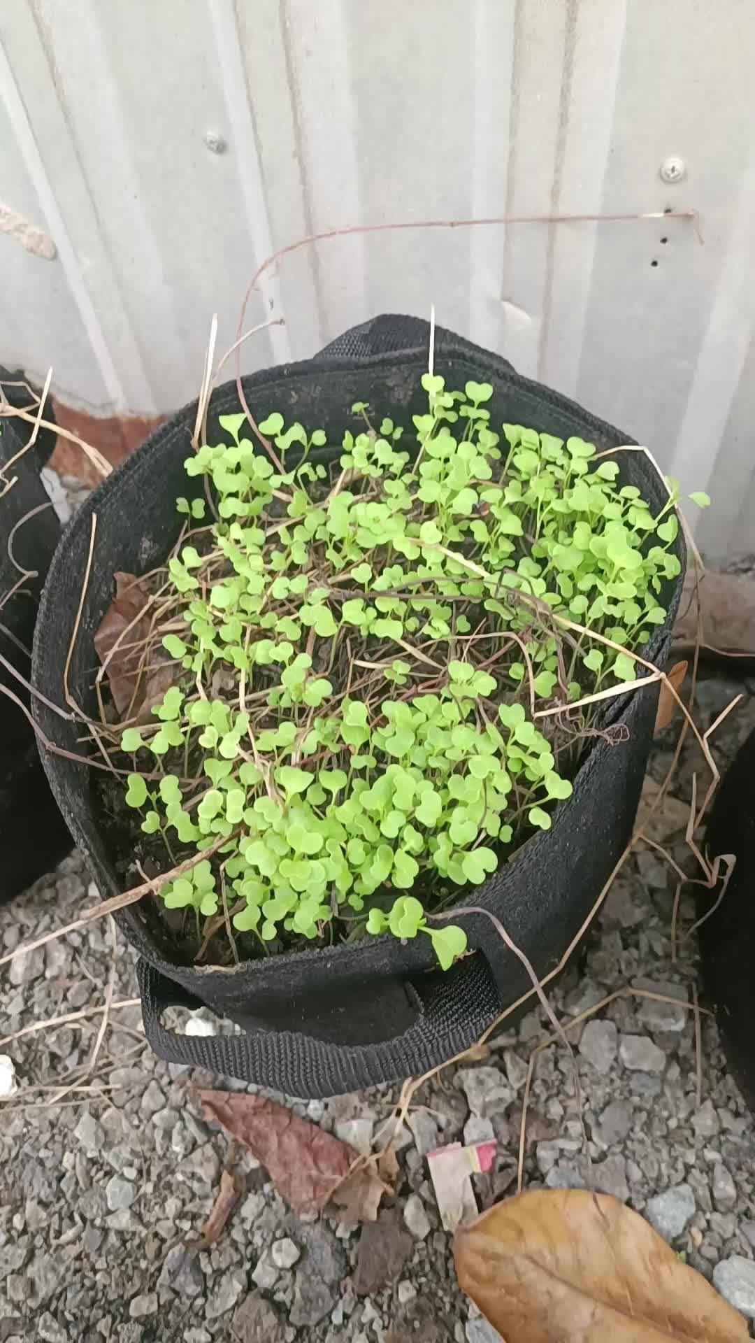 Fabric Plant Pot Promo