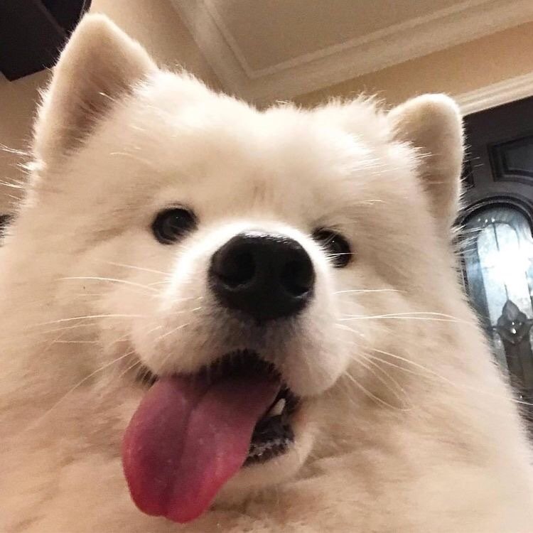 ZhuErFan